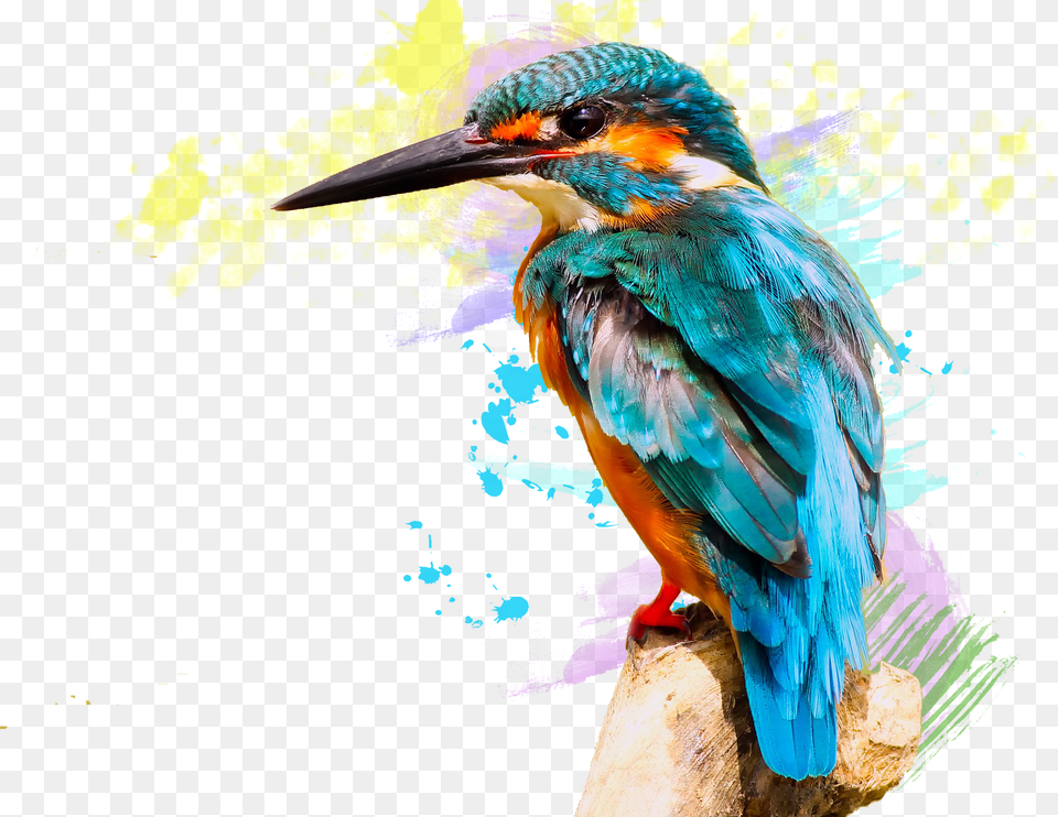 Huawei P20 Lite Color Feature Extraction Python, Animal, Beak, Bee Eater, Bird Free Png Download