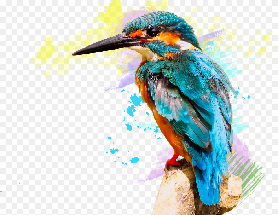 Huawei P20 Lite Kingfisher Bird Hd, Animal, Beak, Bee Eater, Jay Free Transparent Png