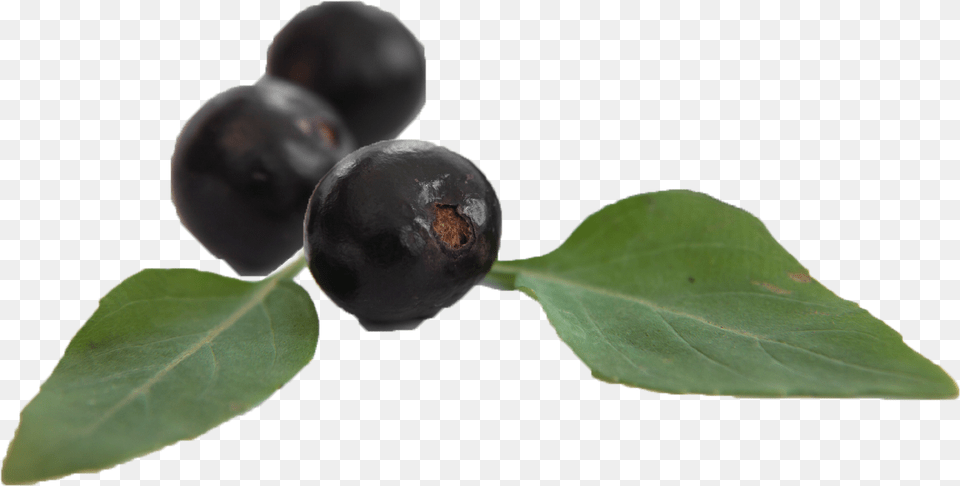 Huckleberry, Berry, Blueberry, Food, Fruit Png