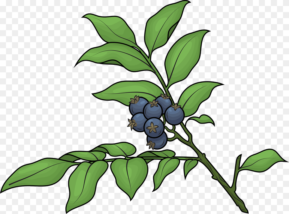 Huckleberry Clipart, Berry, Blueberry, Food, Fruit Free Transparent Png