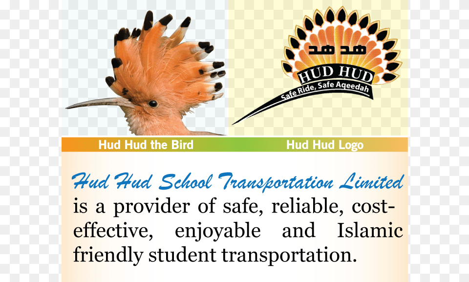 Hud Hud School Transportation Ltd Bayonet Point Middle School, Advertisement, Animal, Beak, Bird Free Transparent Png