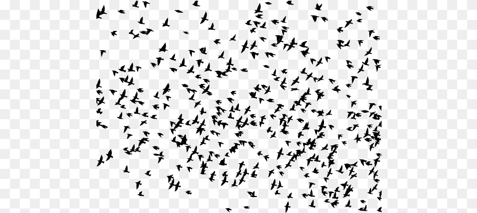 Huge Flock Of Birds Flock Of Birds Flying Clipart, Gray Png Image