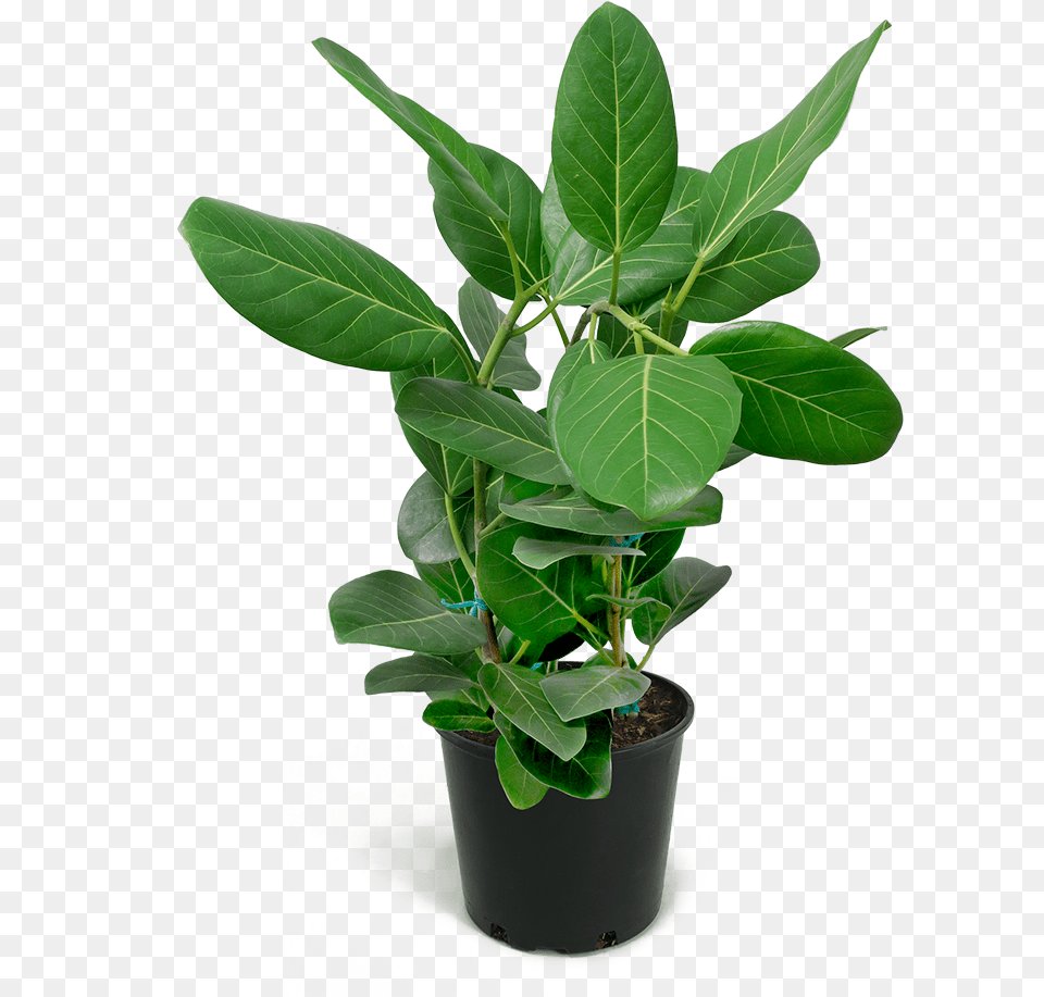 Huge Rubber Plant, Leaf, Potted Plant, Tree, Flower Free Png Download