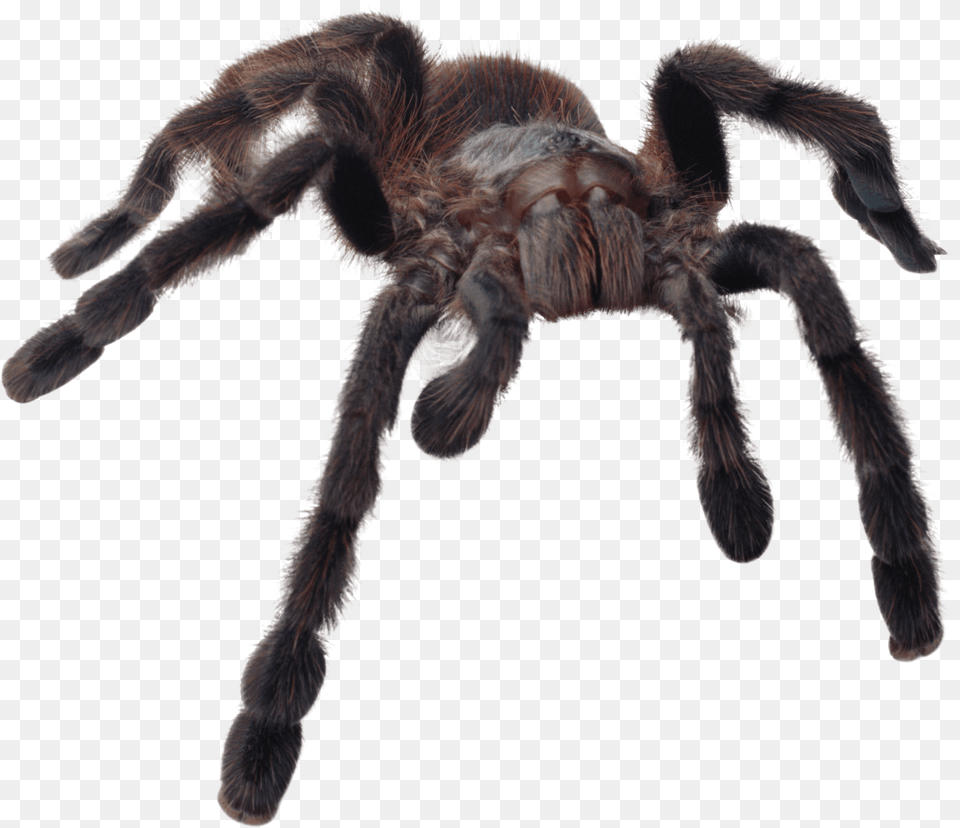 Huge Spider Scary Spider Transparent Background, Animal, Invertebrate, Insect, Tarantula Free Png