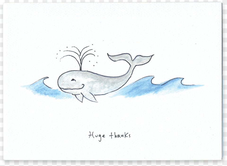 Huge Thanks Beluga Whale, Art, Drawing, Animal, Beluga Whale Free Png Download