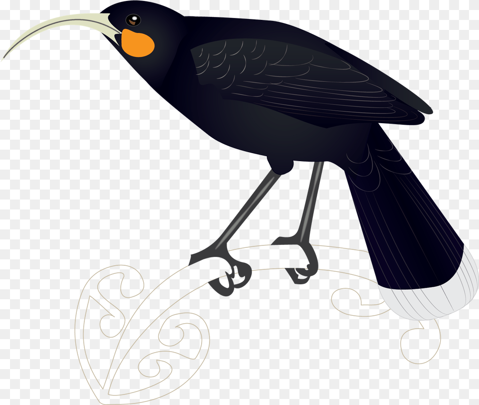 Huia Songbird, Animal, Beak, Bird, Blackbird Free Png