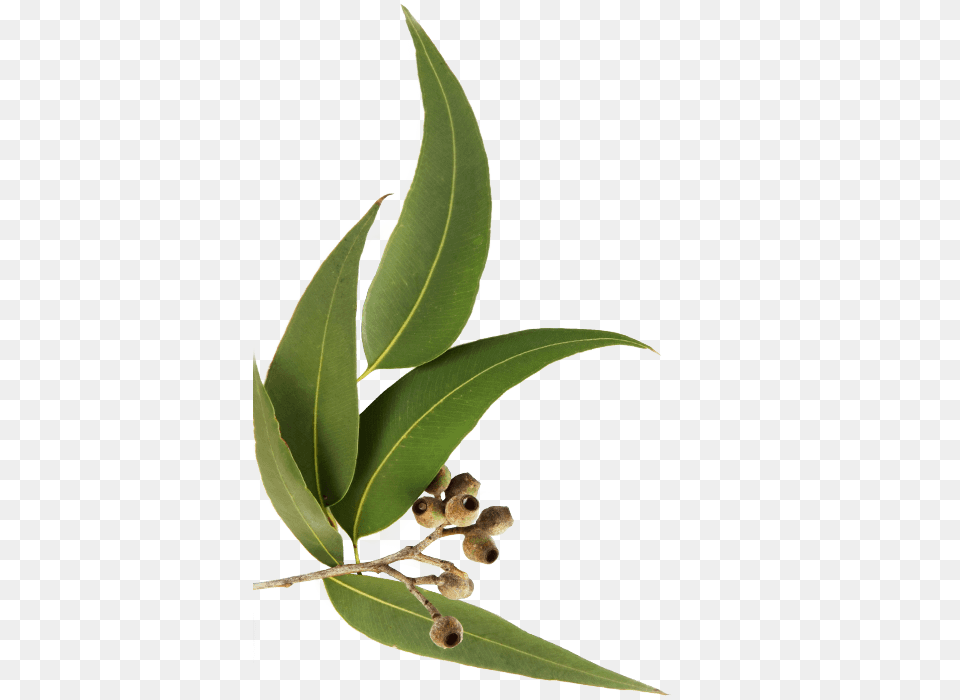 Huile Essentielle Eucalyptus Globulus Ml Espagne, Leaf, Plant, Tree, Food Free Png Download