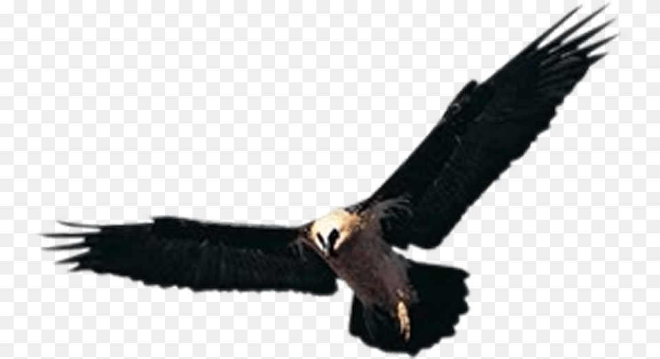 Huishan District Hawk Accipiter Yixing Shenxing Knitting, Animal, Beak, Bird, Flying Free Transparent Png