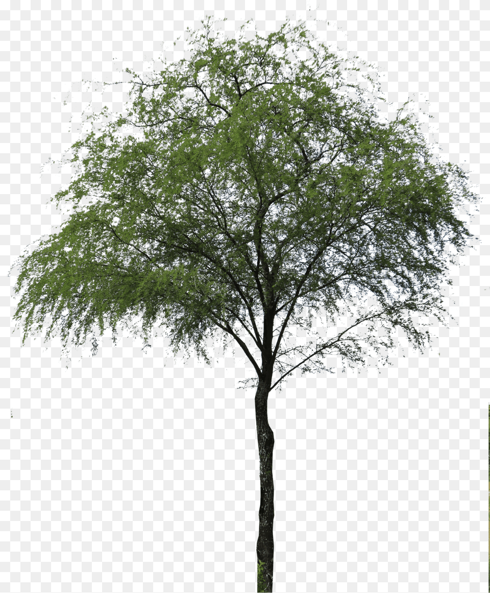 Huizache Arbol, Plant, Tree, Tree Trunk Free Png