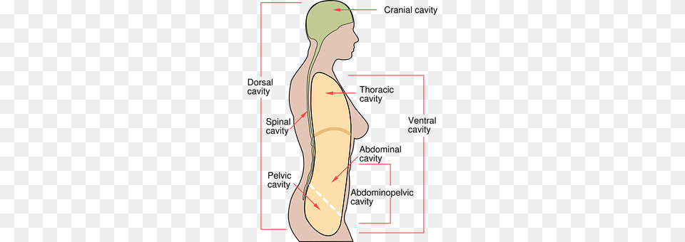 Human Chart, Plot, Arm, Body Part Png Image