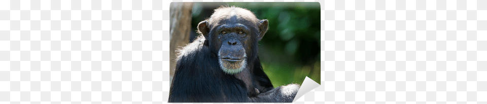 Human, Animal, Ape, Mammal, Wildlife Png Image