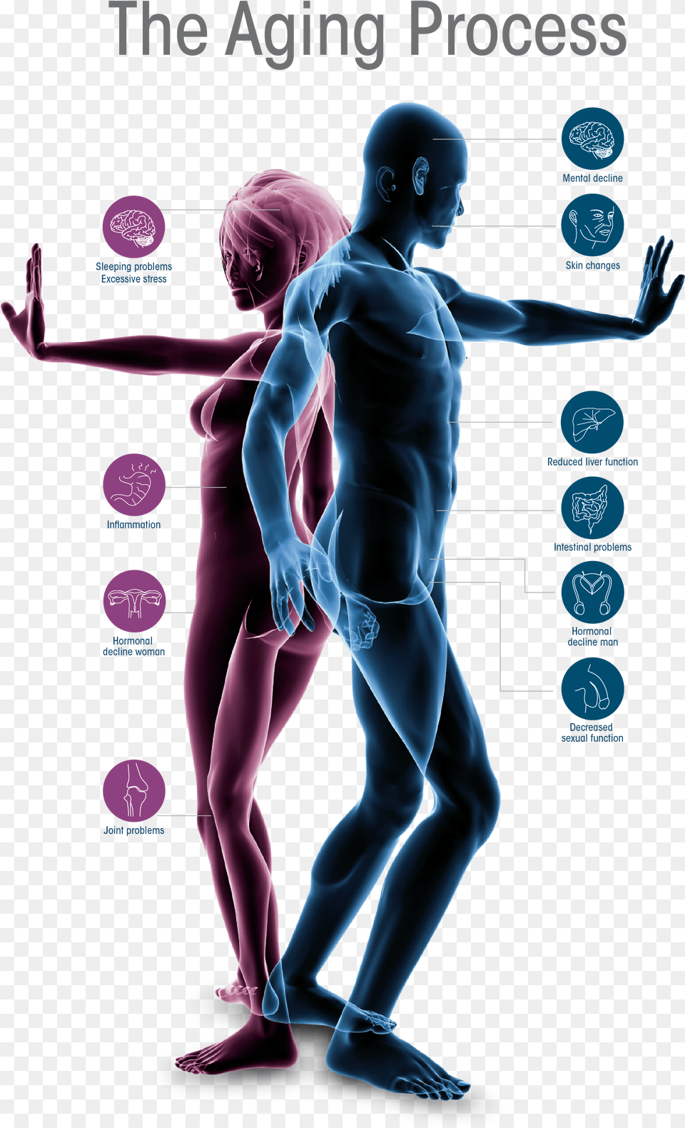 Human Aging Body, Adult, Male, Man, Person Free Png