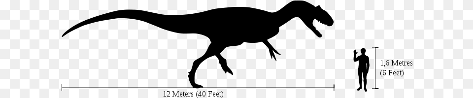 Human Allosaurus Size Comparison Allosaurus Size Comparison To Human, Gray Free Png Download