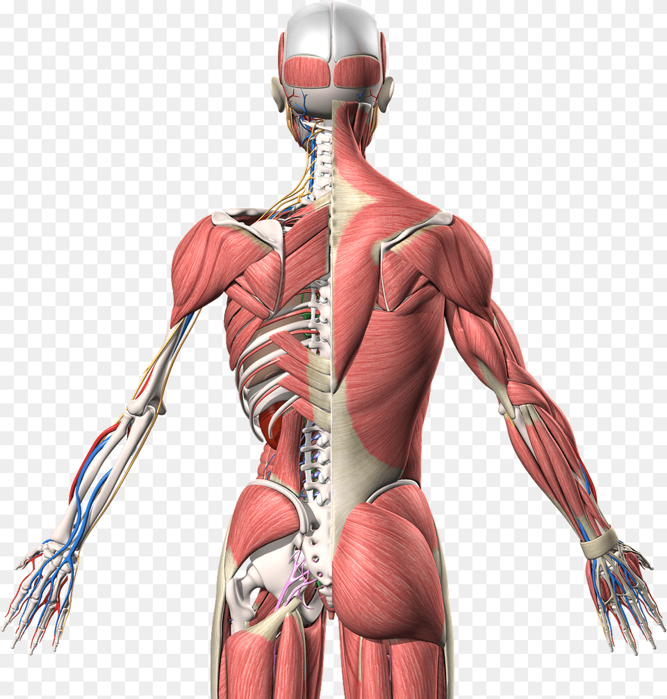 Human Anatomy 3d Model, Adult, Female, Person, Woman Free Png