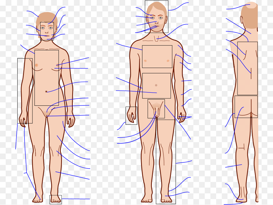 Human Anatomy Clipart Human Body Anatomy Blank, Chart, Plot, Adult, Male Png Image