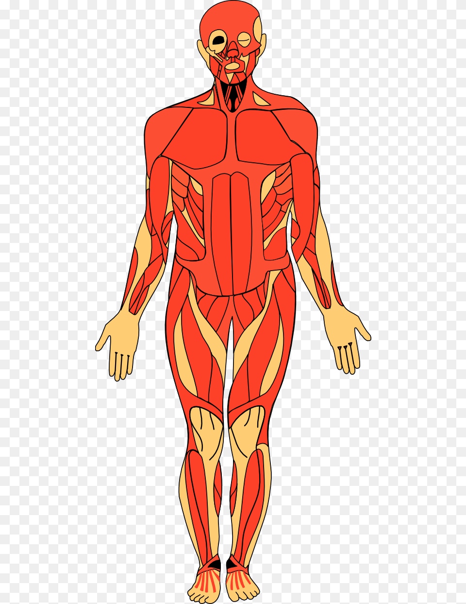 Human Anatomy Cliparts Human Body Anatomy S, Adult, Male, Man, Person Free Png