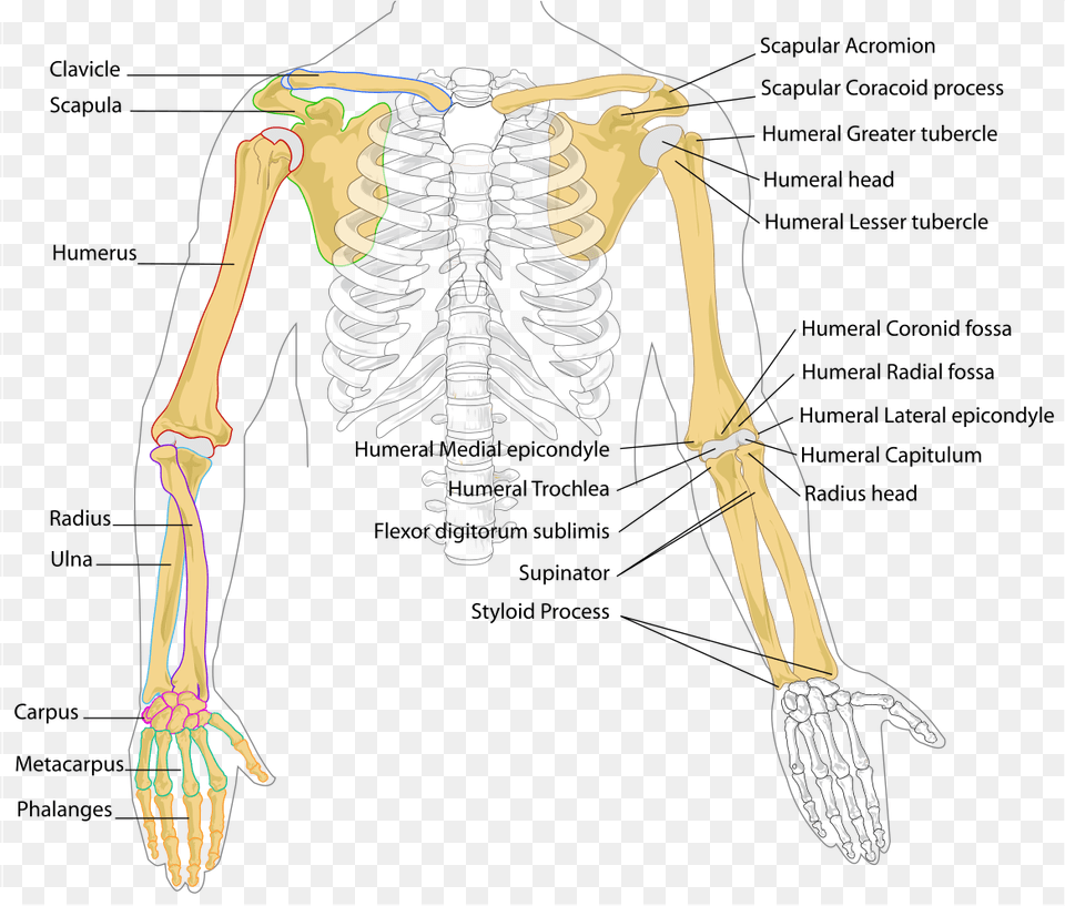 Human Arm Bones Diagram Joint Of The Arm, Skeleton, Person Free Png Download