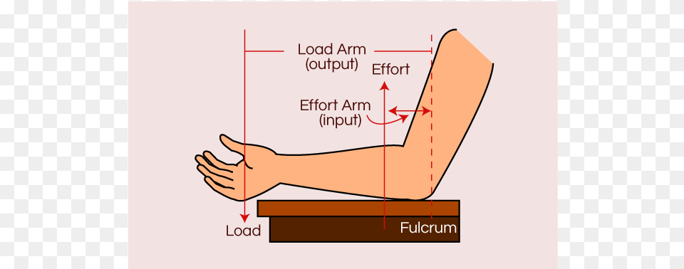 Human Arm Lever Diagram Human Arm Is Which Class Lever, Body Part, Chart, Person, Plot Free Png Download