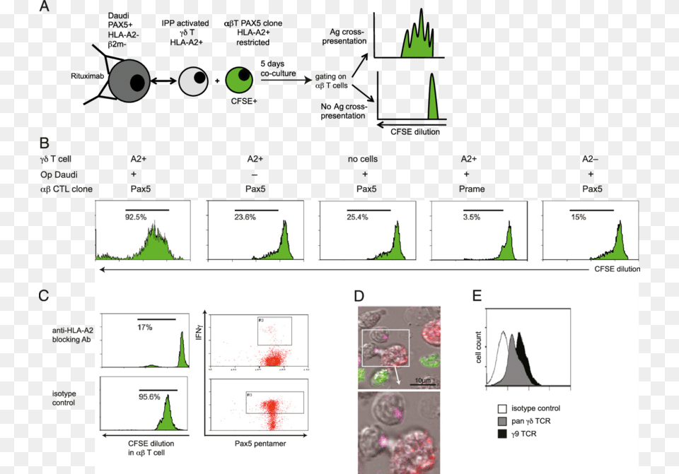 Human Blood Gd T Cells Cross Present Intracellular Cell, Chart, Plot, Plant, Vegetation Free Transparent Png