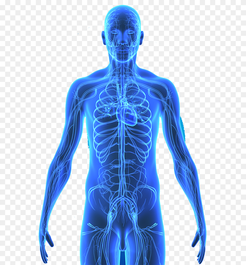 Human Body Anatomy, Adult, Male, Man, Person Png