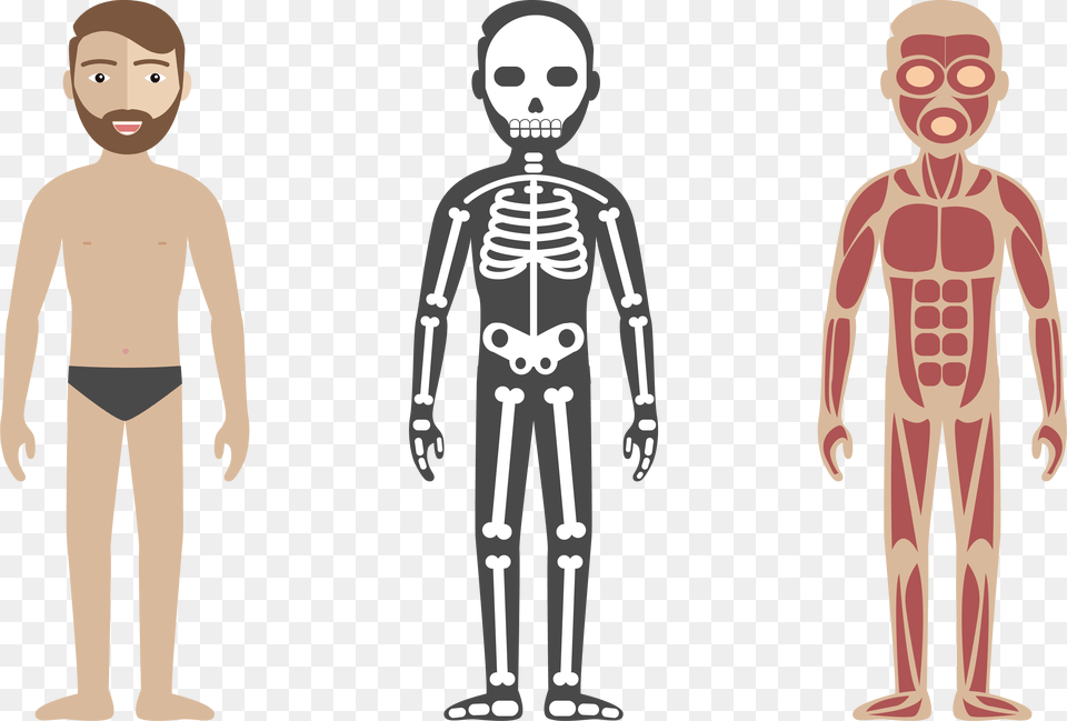Human Body Circulatory System Anatomy Illustration Html Css Js Skeleton, Boy, Child, Male, Person Png