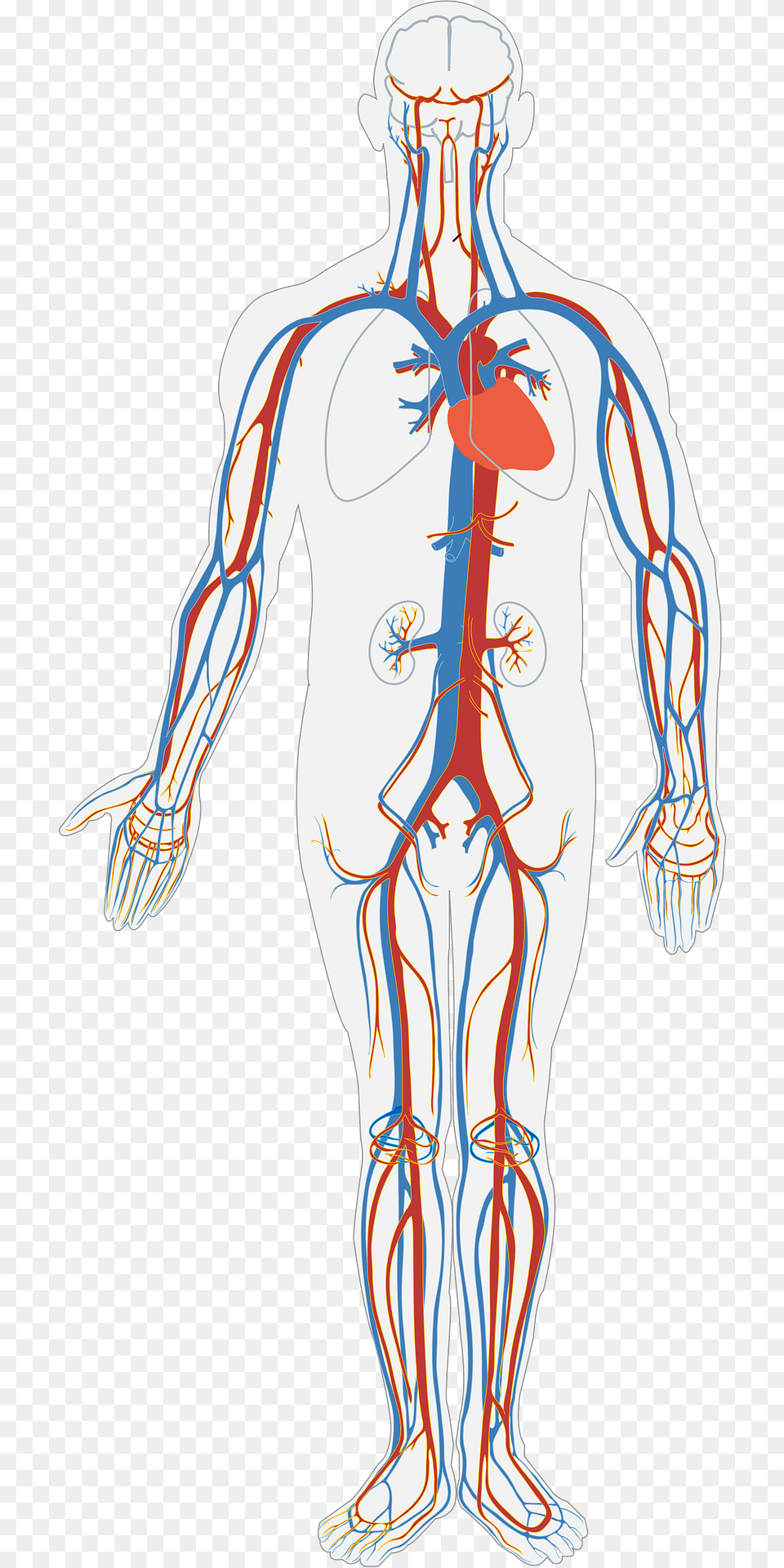 Human Body Clipart, Adult, Male, Man, Person Free Png Download