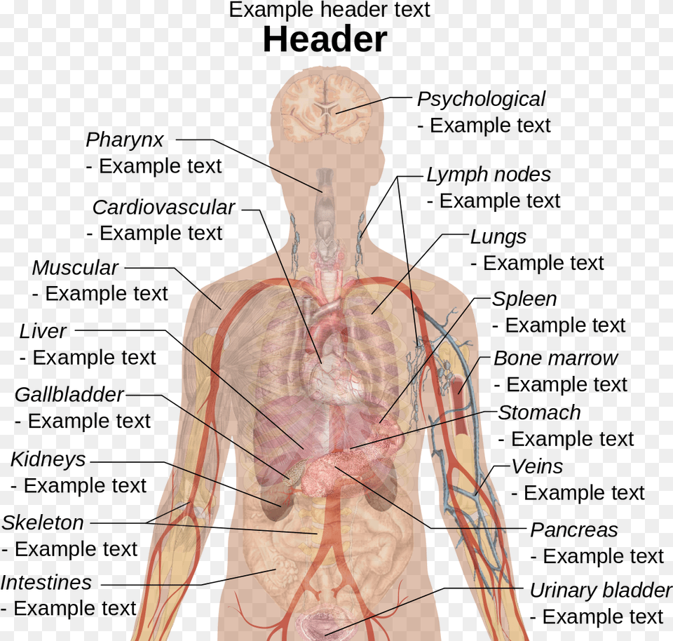 Human Body Diagram, Adult, Male, Man, Person Png