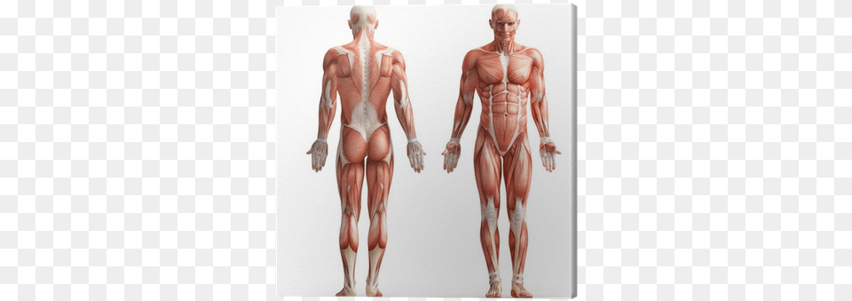 Human Body Doctor, Body Part, Person, Torso, Adult Free Png Download