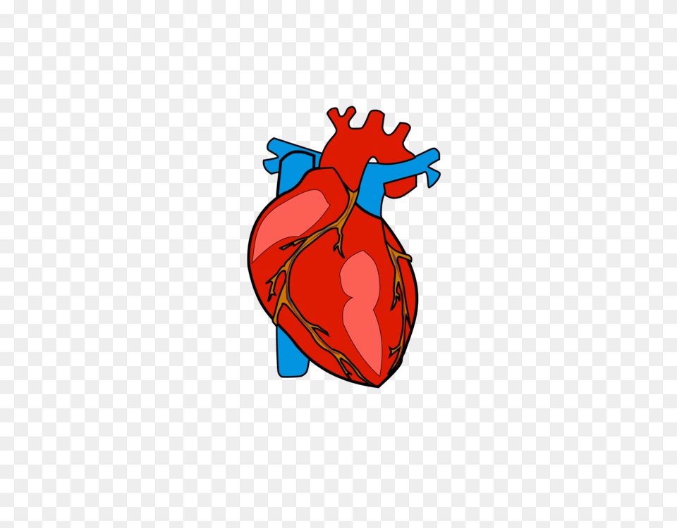 Human Body Heart Anatomy Organ Free Transparent Png
