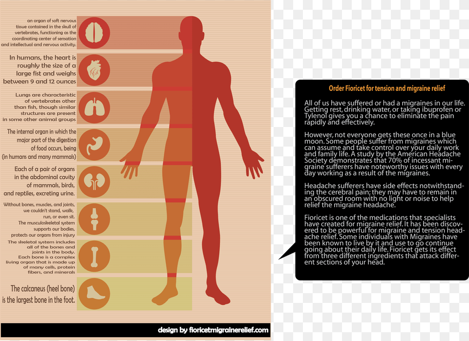 Human Body Infographic Template, Advertisement, Poster, Adult, Male Free Png