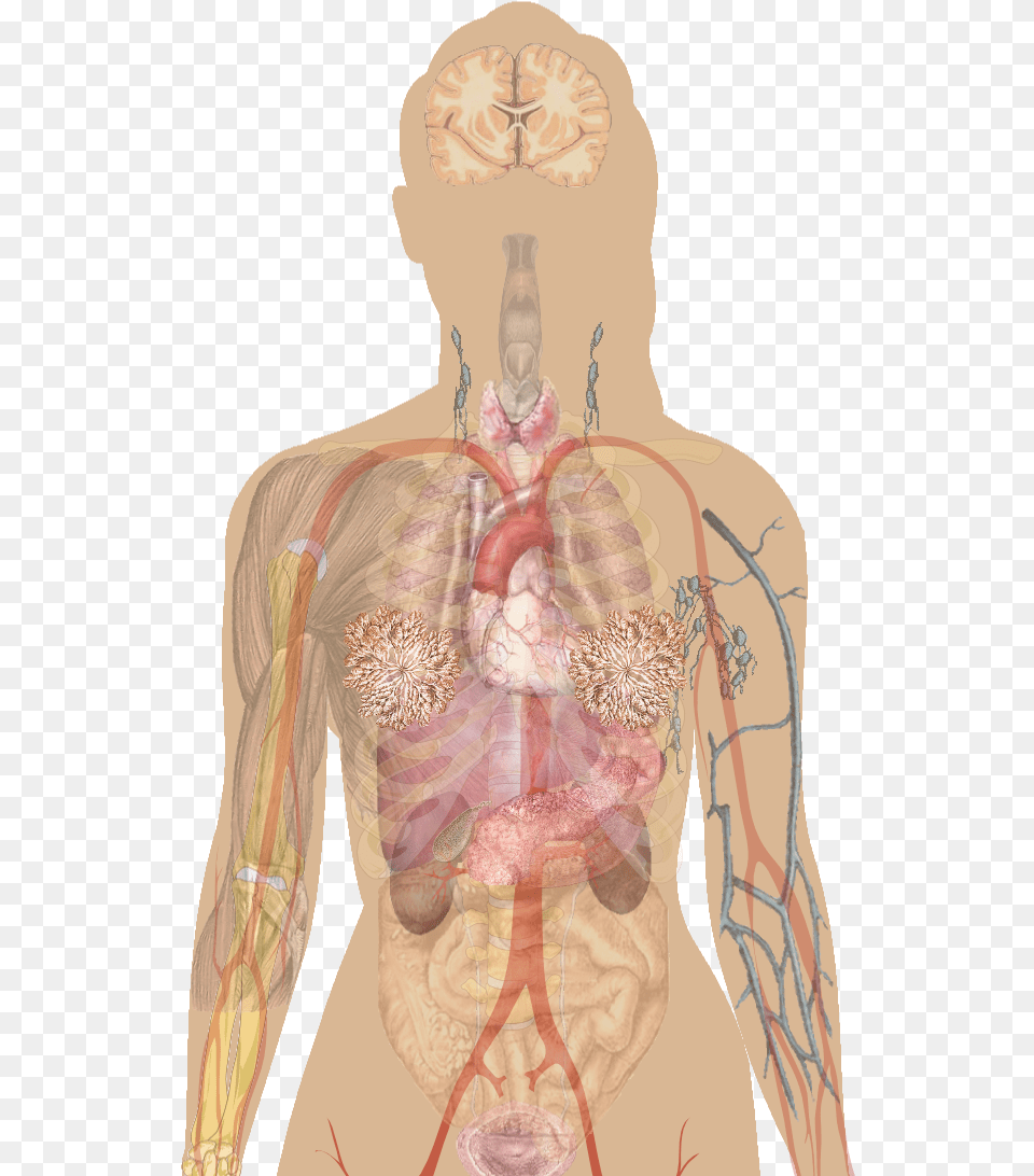 Human Body Integumentary System Diagram, Adult, Male, Man, Person Png Image