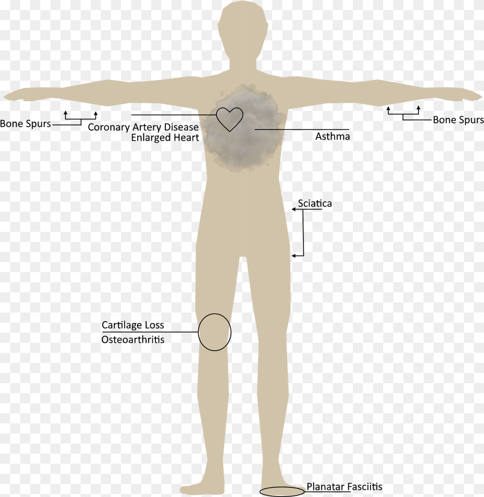 Human Body Male, Adult, Man, Person, Back Png