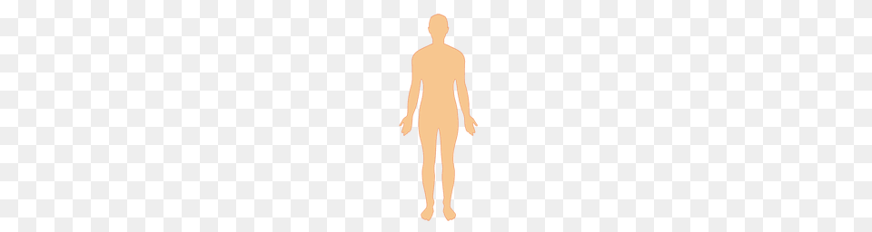 Human Body Man Silhouette, Adult, Back, Body Part, Male Free Png Download