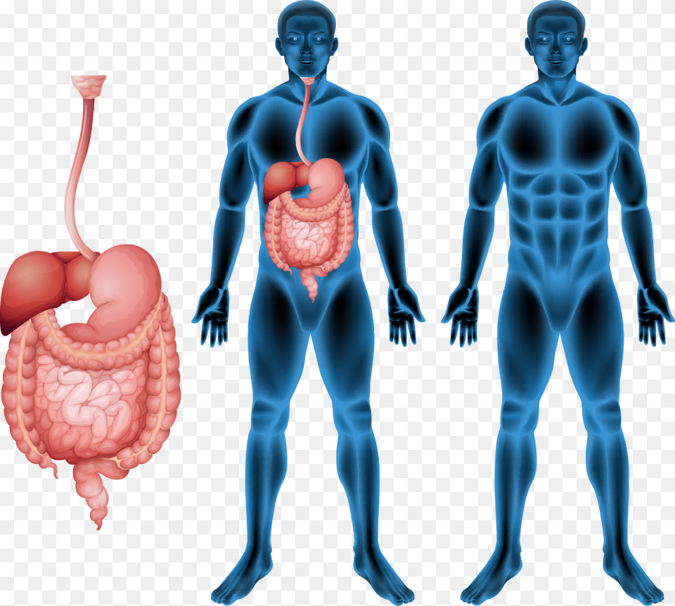 Human Body Muscle Human Digestive System Anatomy Cartoon Digestive System Stomach, Body Part, Adult, Person, Man Free Png