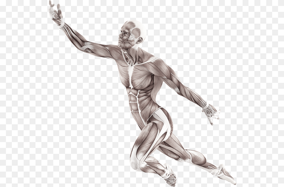 Human Body Muscle Pose, Adult, Man, Male, Person Free Png Download