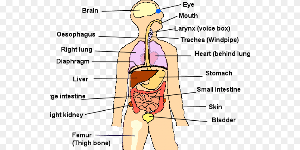 Human Body Organs Cartoon, Adult, Male, Man, Person Free Transparent Png