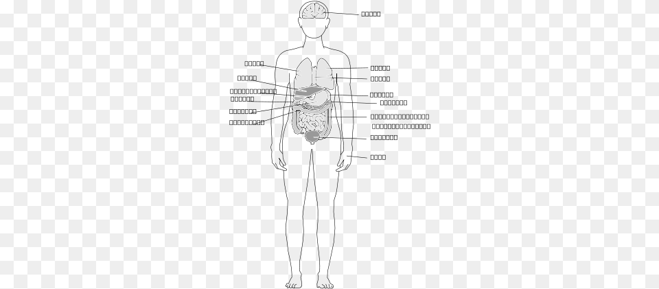 Human Body Organs Clipart, Clothing, Glove, Body Part, Hand Free Png Download