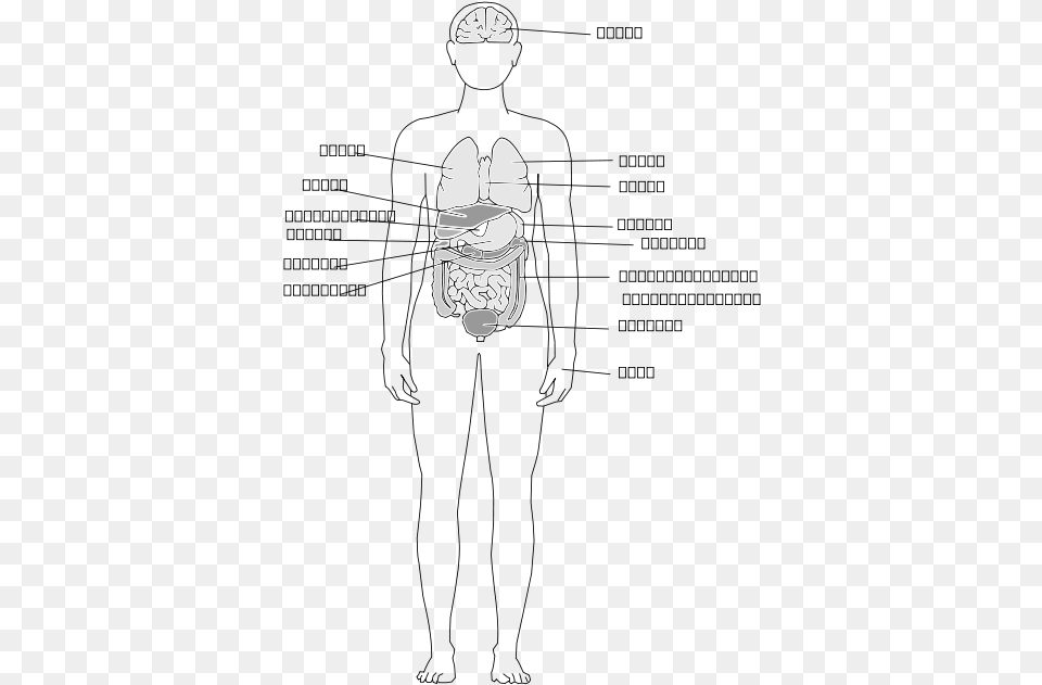 Human Body Organs Svg Clip Arts Sketch, Clothing, Glove, Body Part, Hand Free Png