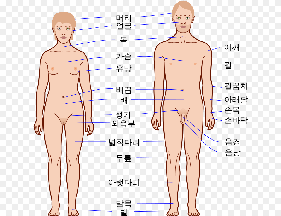Human Body Outline Human Body, Adult, Chart, Male, Man Png Image