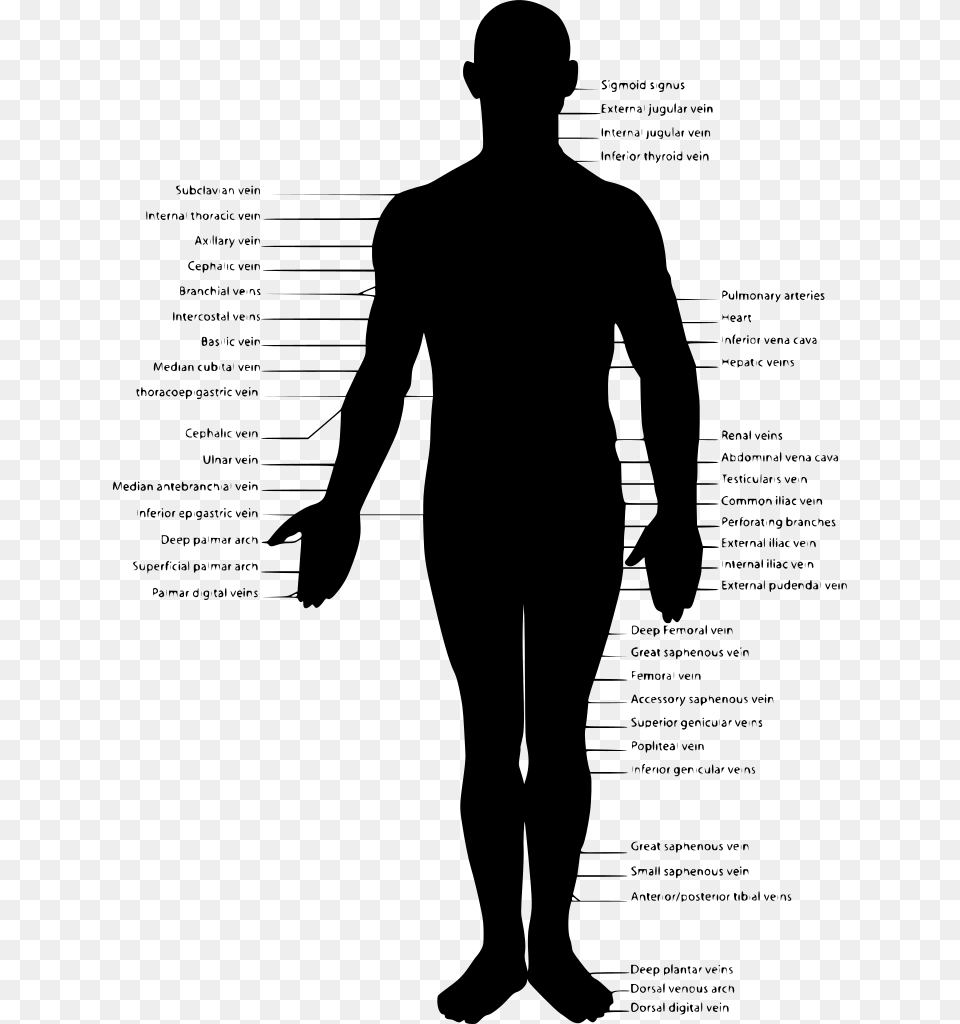 Human Body Outline Svg, Gray Png
