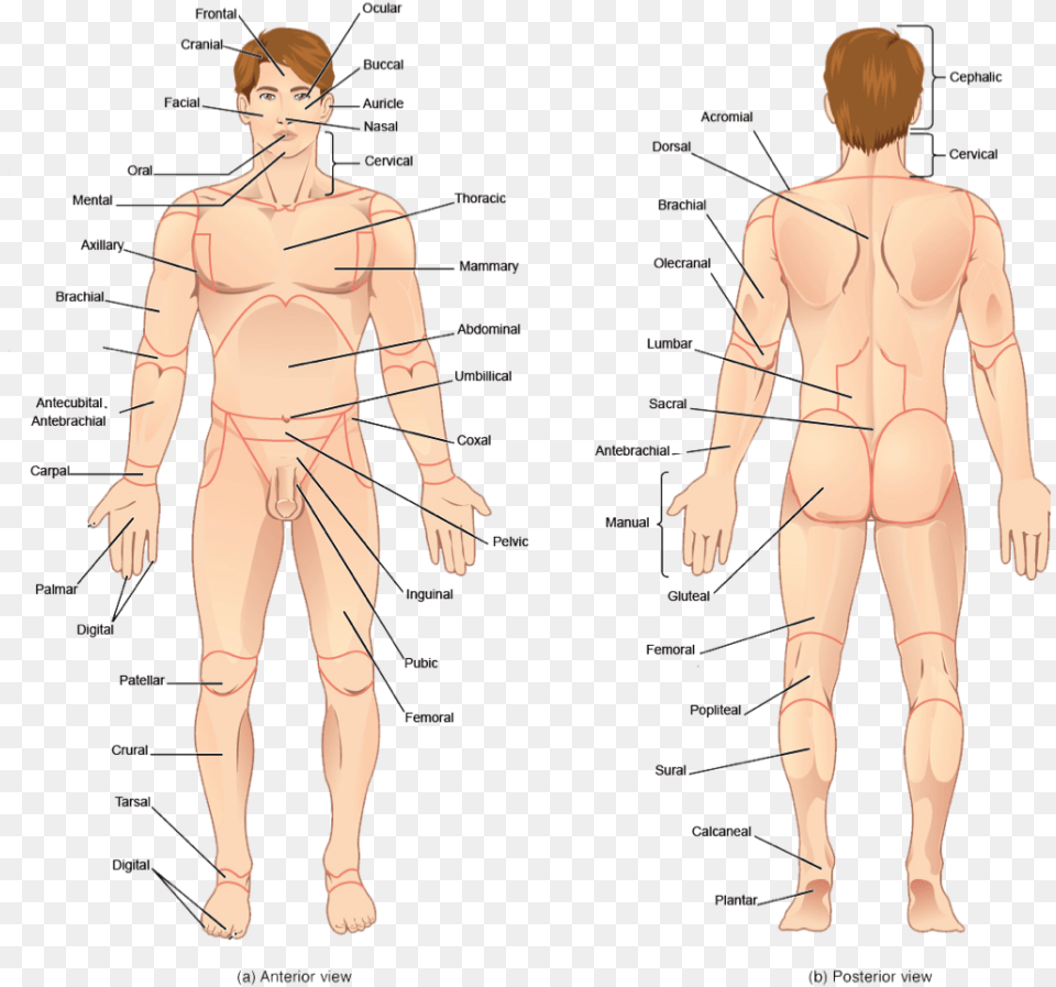 Human Body Parts Clipart Human All Body Parts Name, Chart, Plot, Adult, Male Free Png