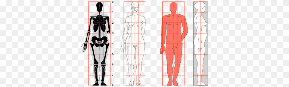 Human Body Size, Chart, Measurements, Plot, Adult Free Png Download