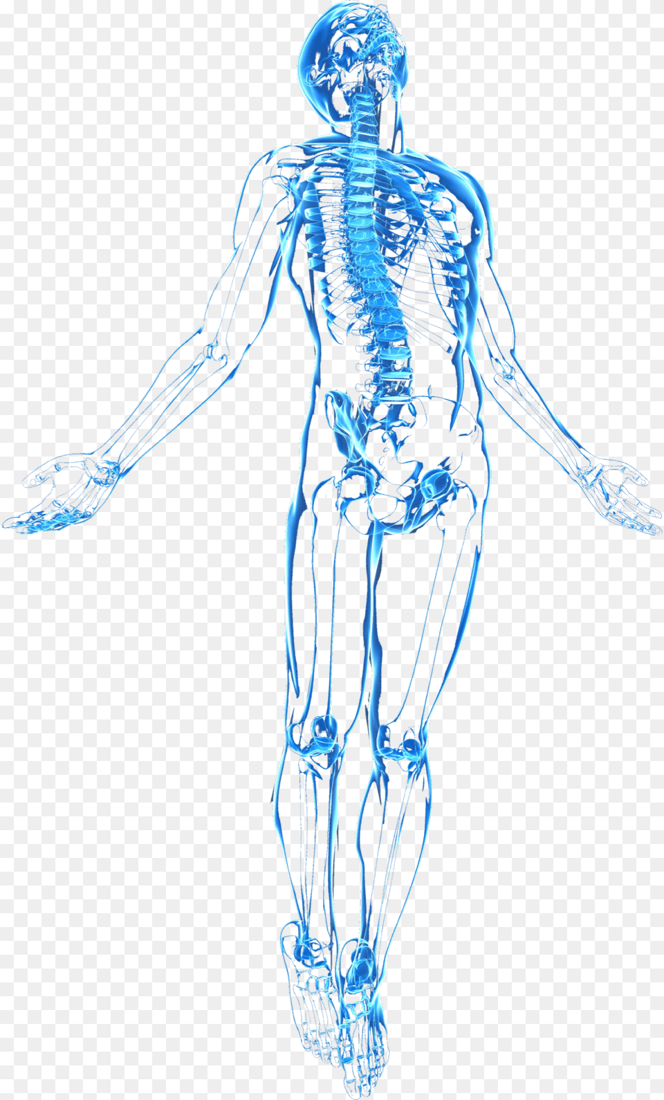 Human Body Transparent, Person, X-ray Png Image