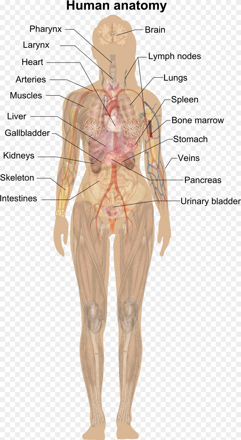 Human Body Without Labels, Adult, Male, Man, Person Free Png Download