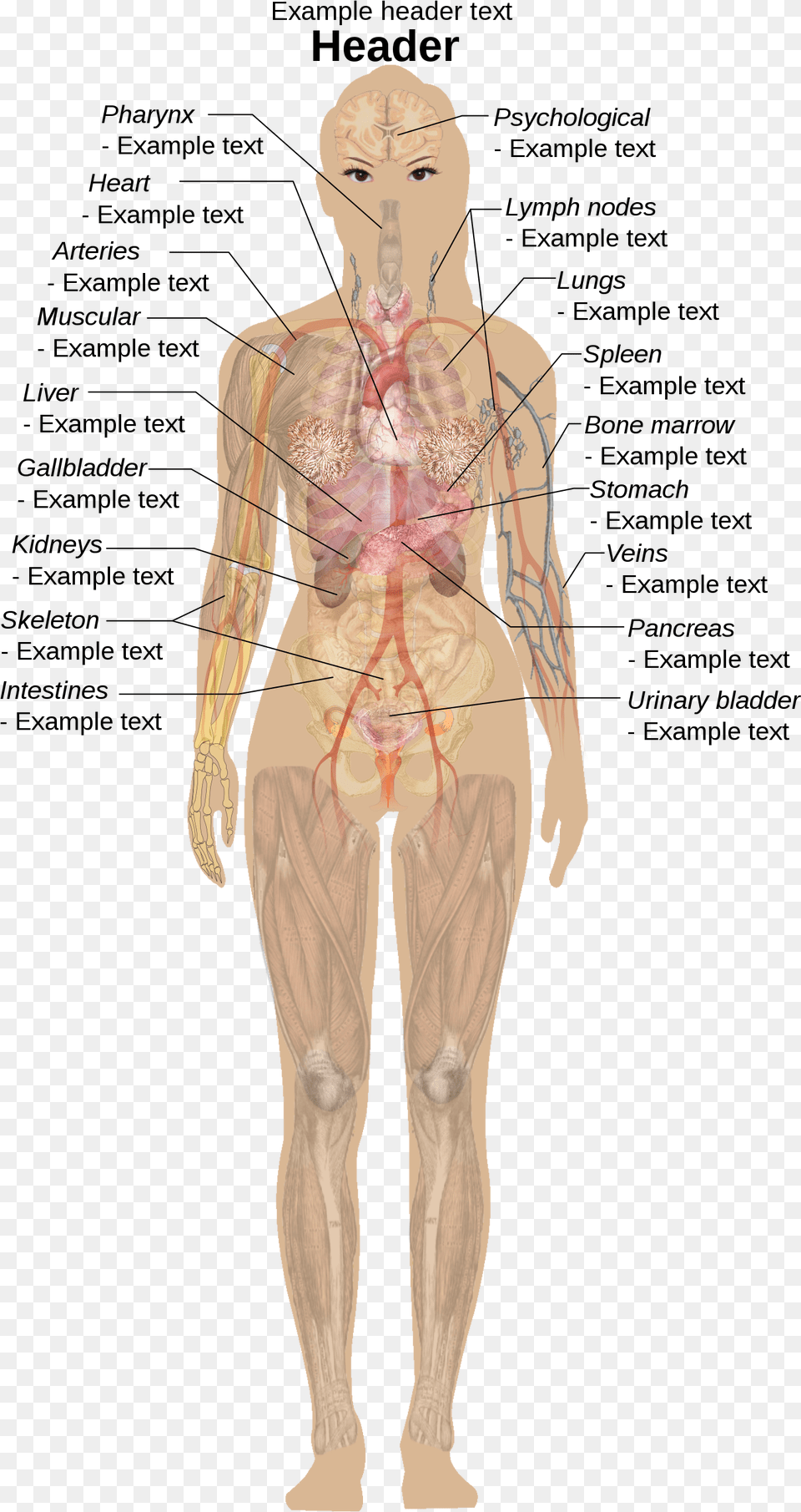 Human Body Without Labels, Adult, Male, Man, Person Free Png Download