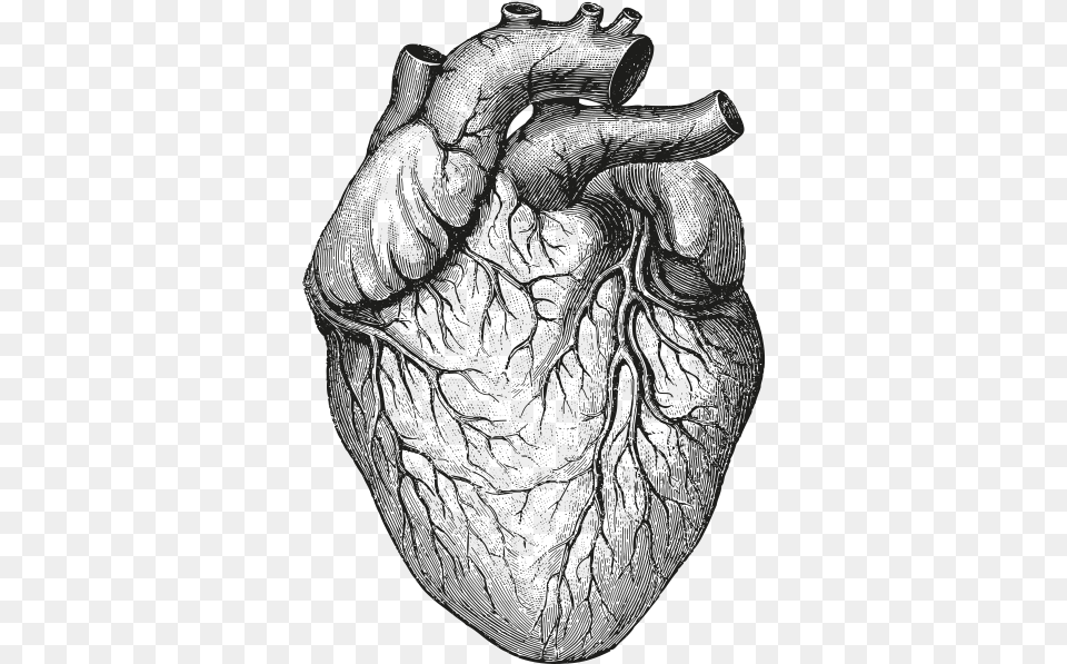 Human Bodyheartdrawingblack And Whitesketchgesture Background Anatomical Heart, Art, Adult, Male, Man Free Transparent Png