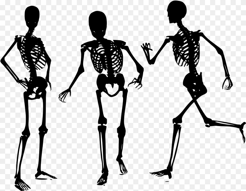 Human Bone Skelett, Gray Png Image