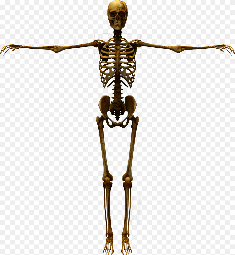 Human Bones, Skeleton, Animal, Food, Invertebrate Png Image
