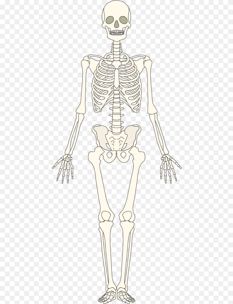 Human Bones Blank The Skeletal System, Person, Skeleton, Face, Head Free Png