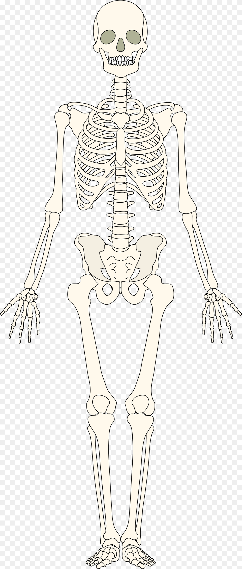 Human Bones Human, Skeleton, Person, Face, Head Free Png Download